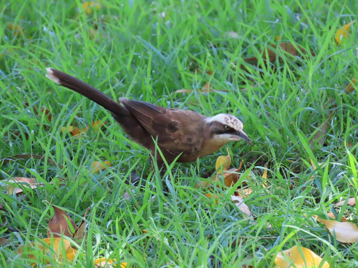 Gray-crowned Babbler - ML620779172