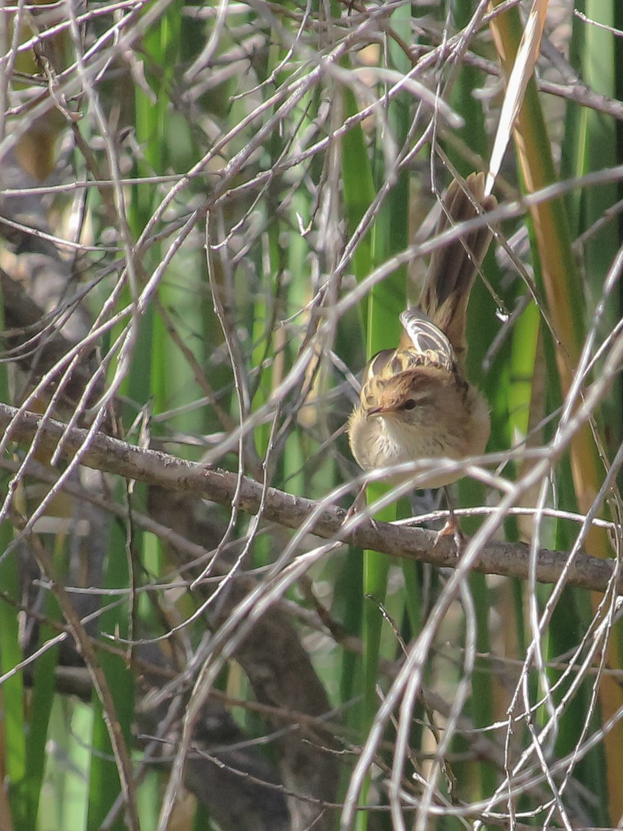 Little Grassbird - ML620779173