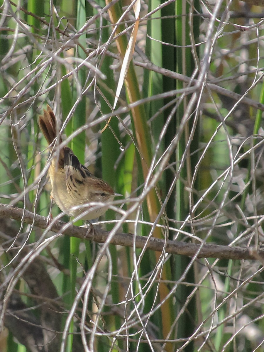 Little Grassbird - ML620779175