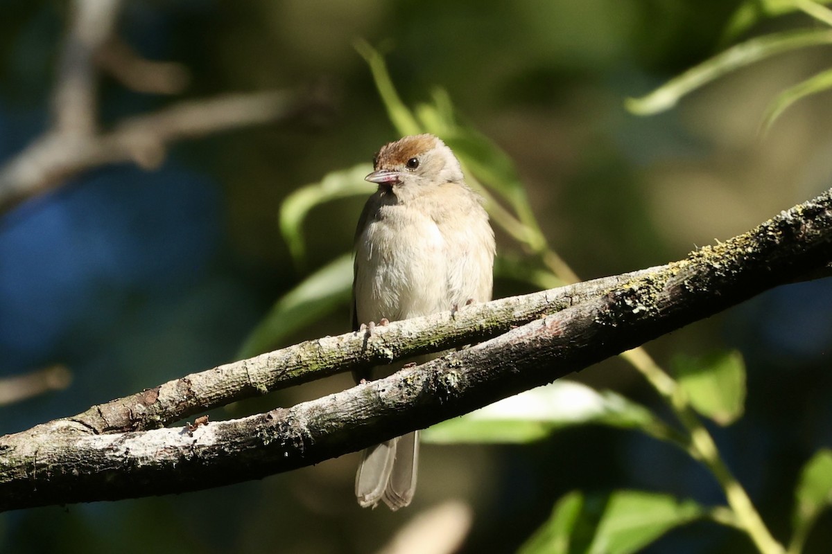 Eurasian Blackcap - ML620779178