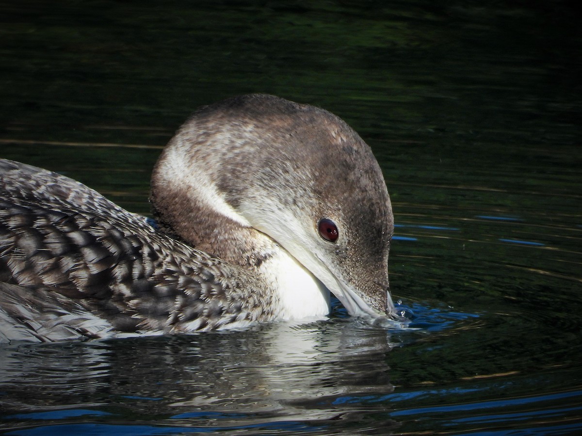 Common Loon - ML620779179