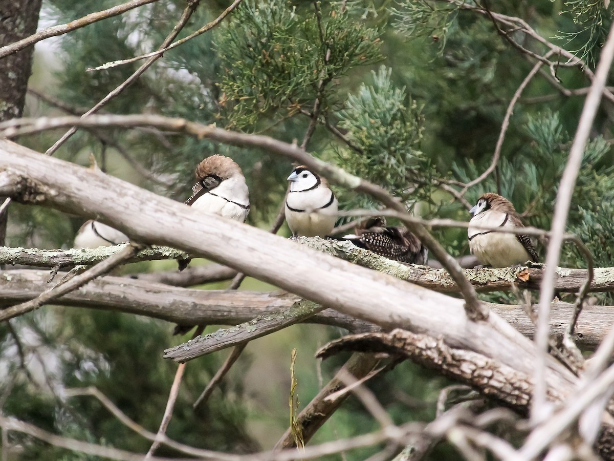 Double-barred Finch - ML620779180