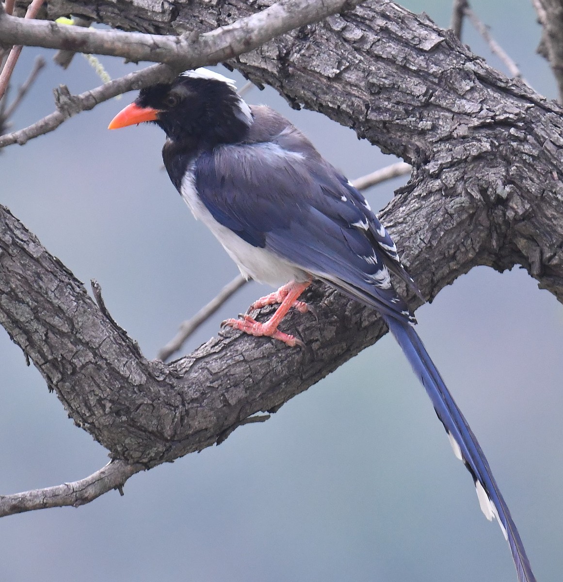 Red-billed Blue-Magpie - ML620779181