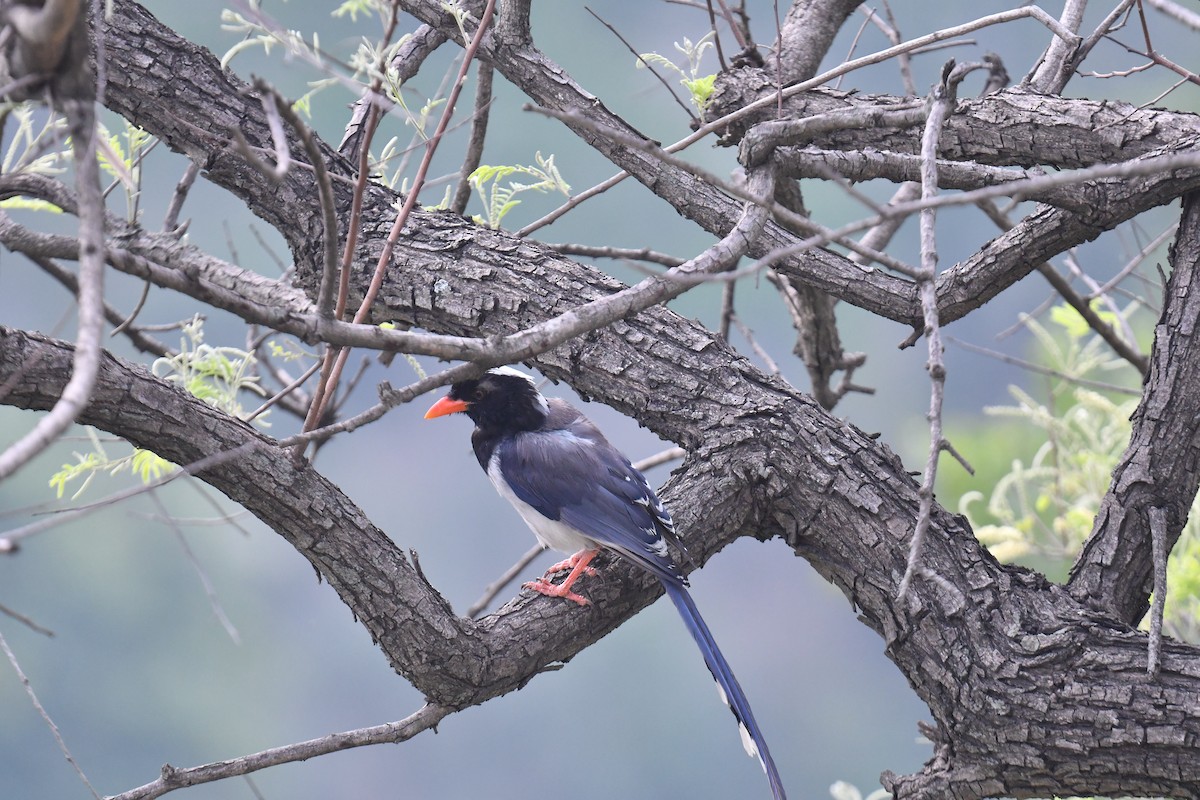 Red-billed Blue-Magpie - ML620779182