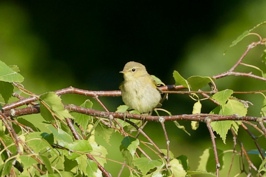 Common Chiffchaff - Tyler Atkinson