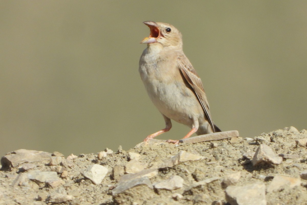 Pale Rockfinch - ML620779185