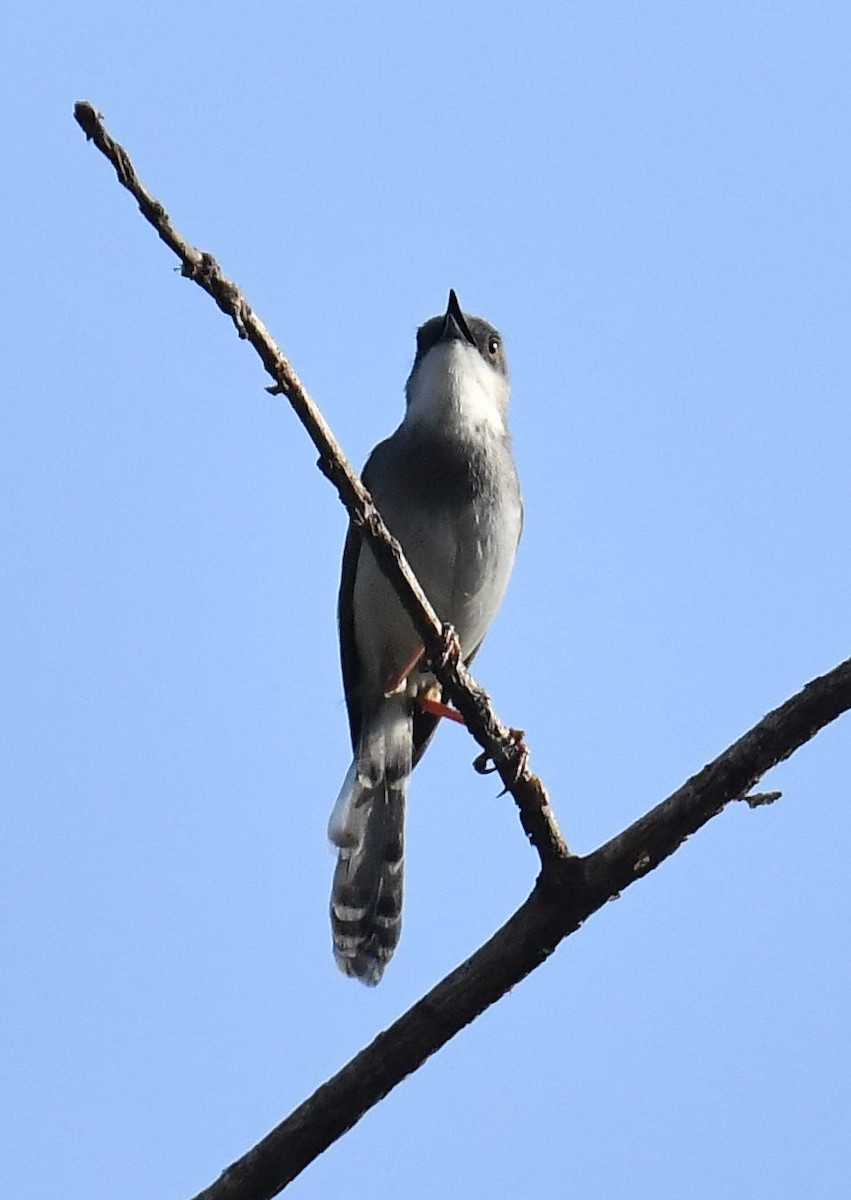 gråbrystprinia - ML620779186