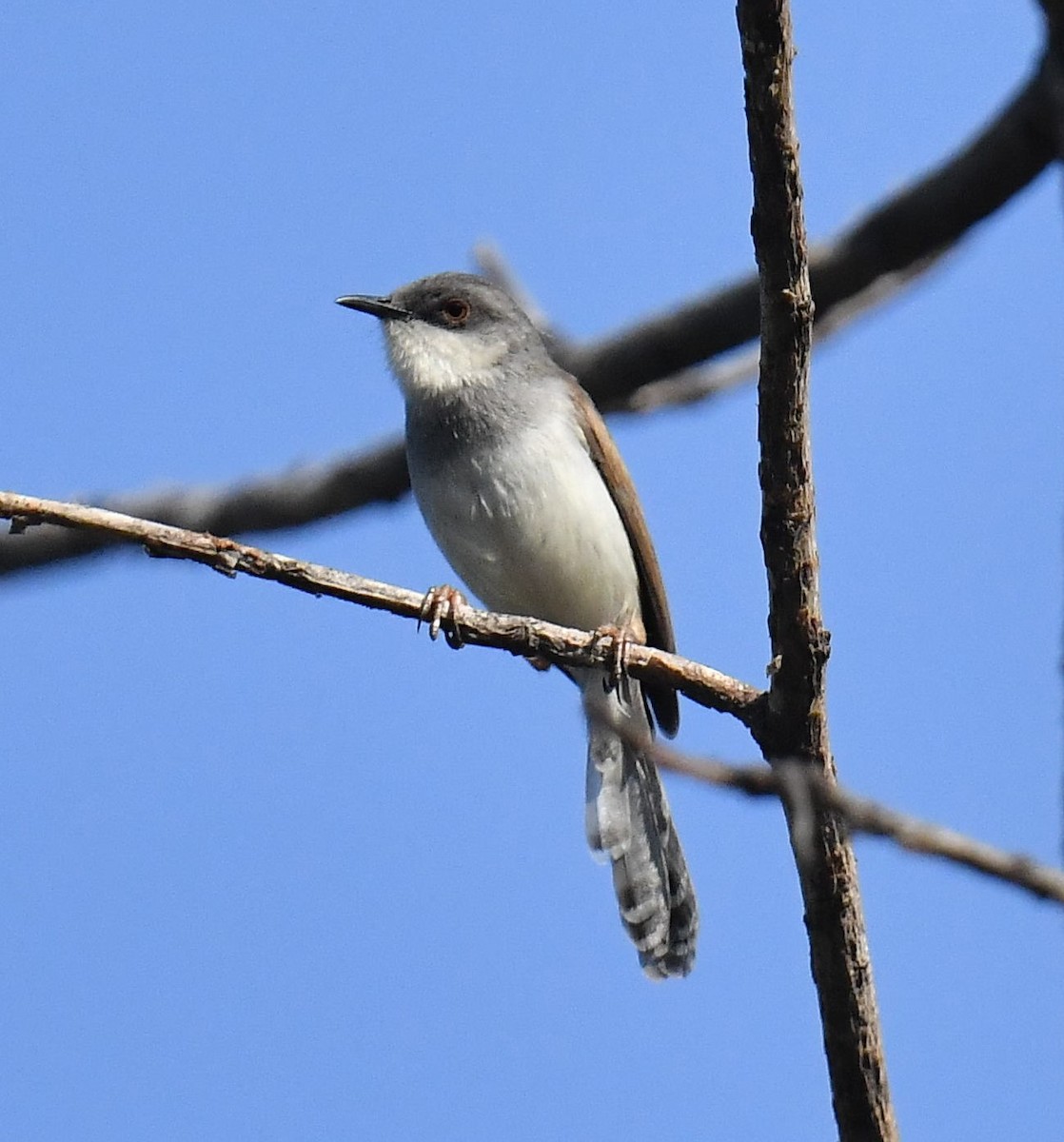 gråbrystprinia - ML620779187