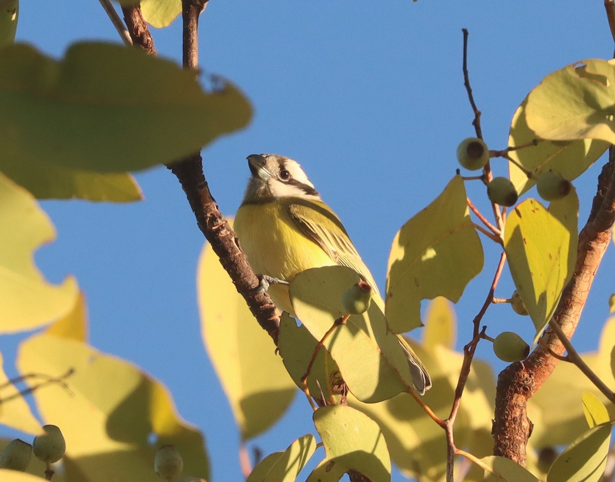 Northern Shrike-tit - ML620779188