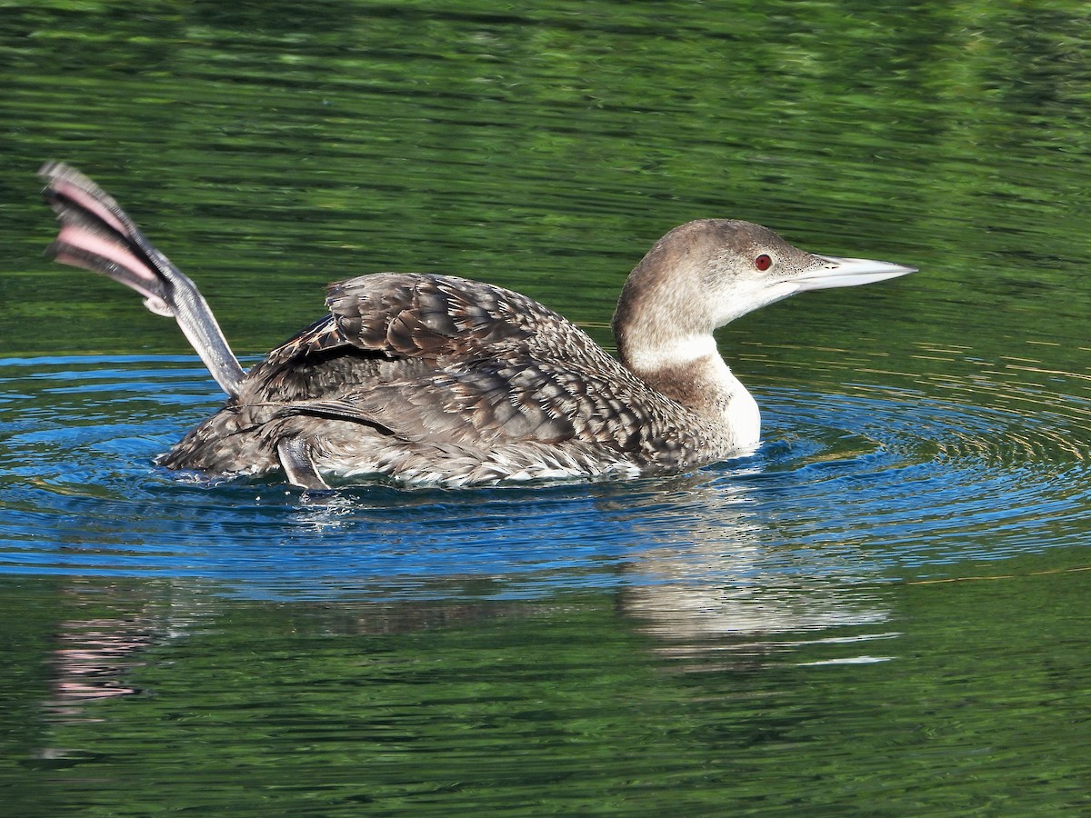 Common Loon - ML620779189