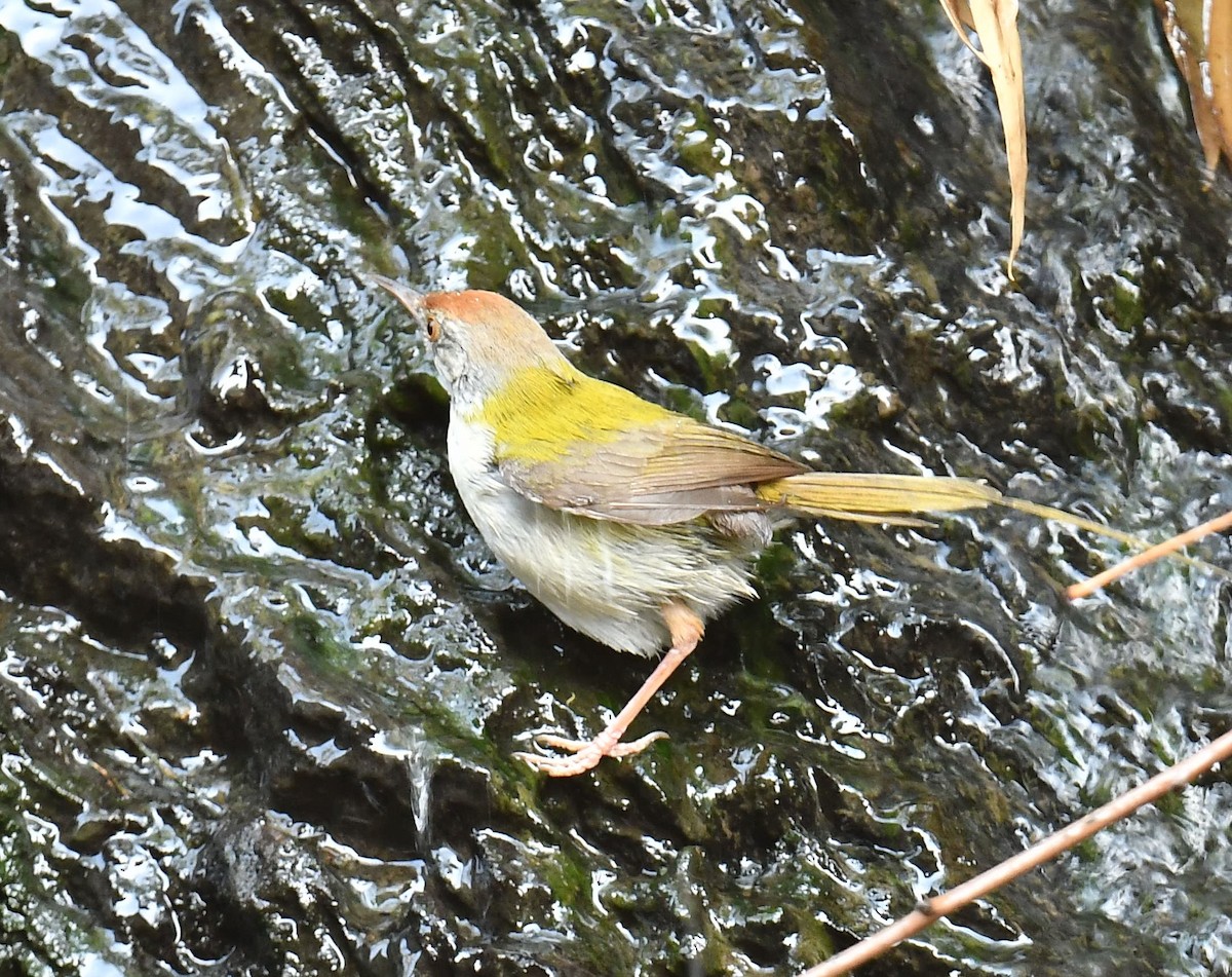 Common Tailorbird - ML620779191