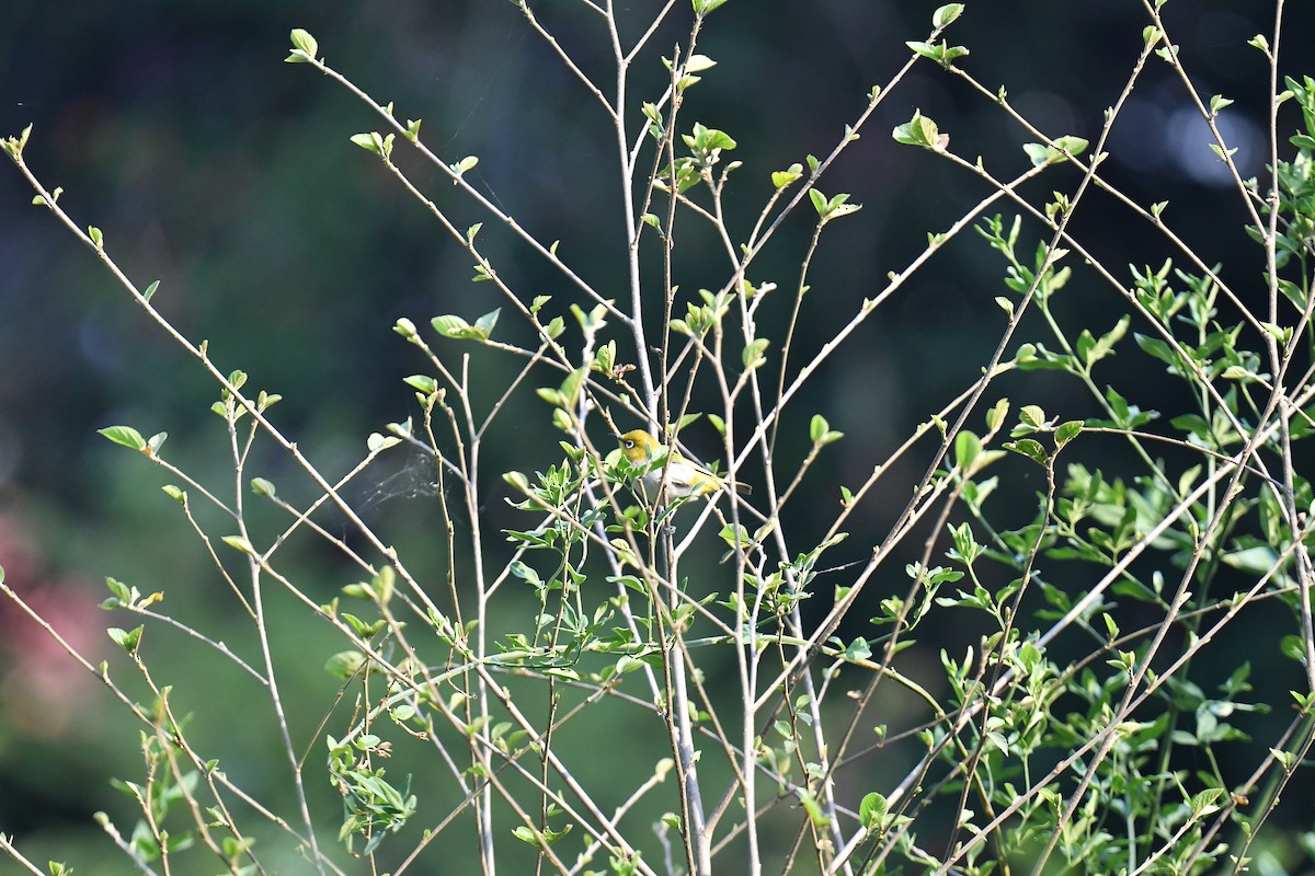 Indian White-eye - ML620779195