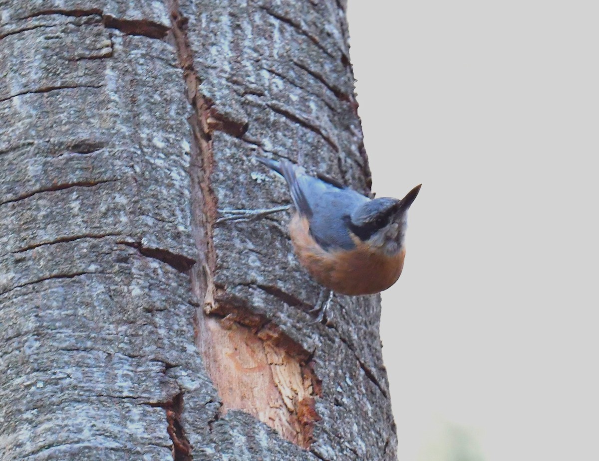 Chestnut-bellied Nuthatch - ML620779196