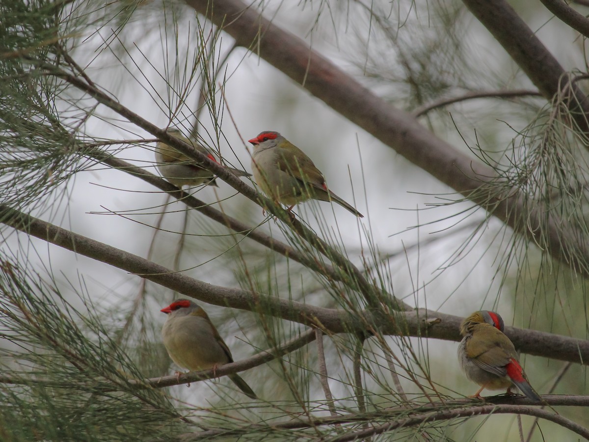 Red-browed Firetail - ML620779198