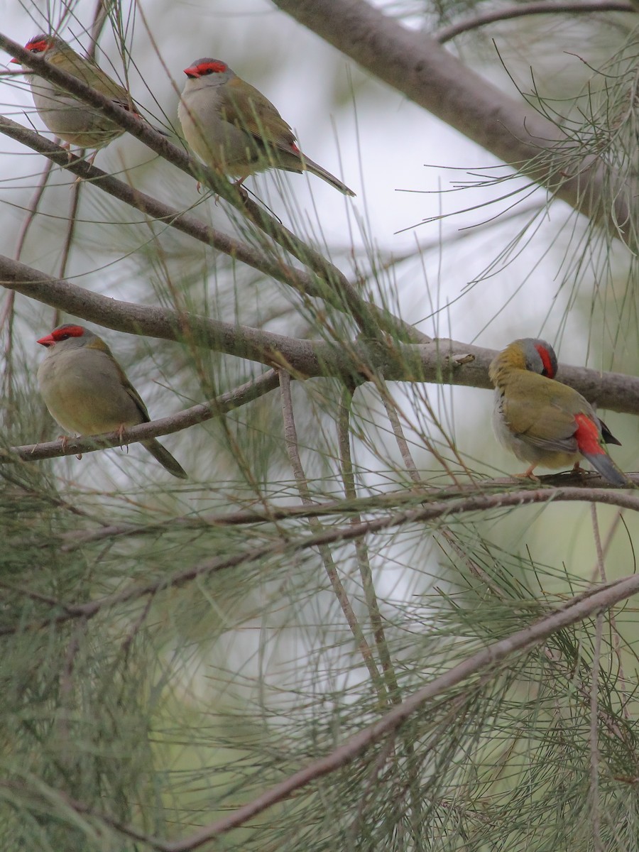 Red-browed Firetail - ML620779199