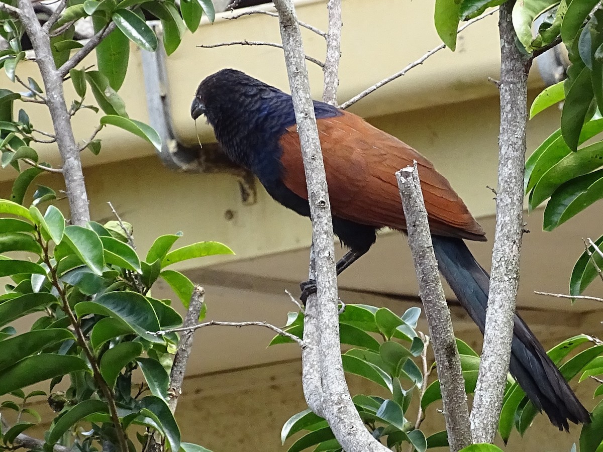 Greater Coucal - ML620779201