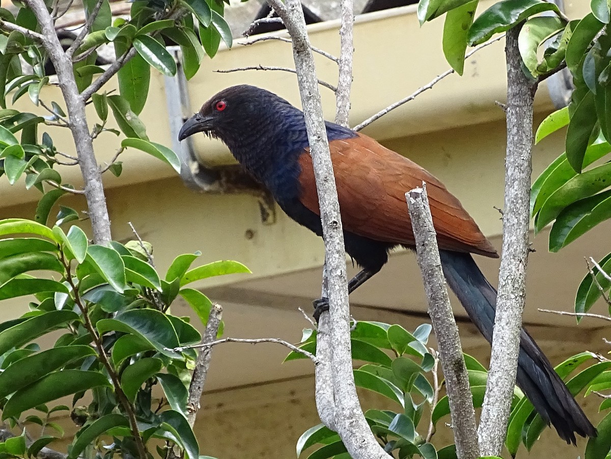 Greater Coucal - ML620779202