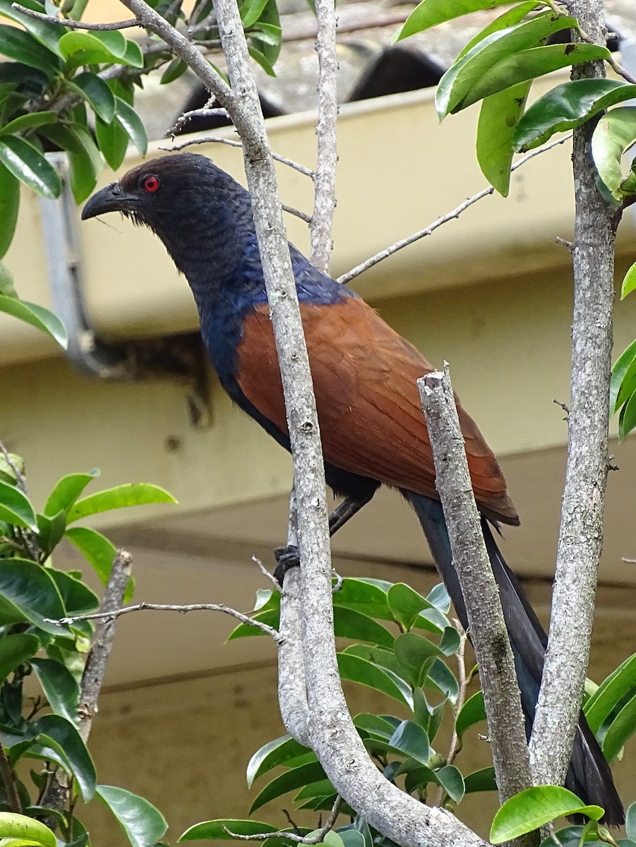Greater Coucal - ML620779203