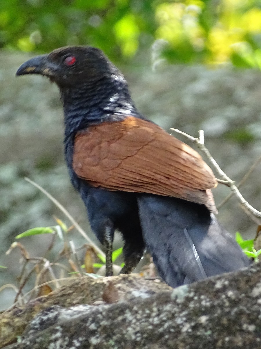 Greater Coucal - ML620779204