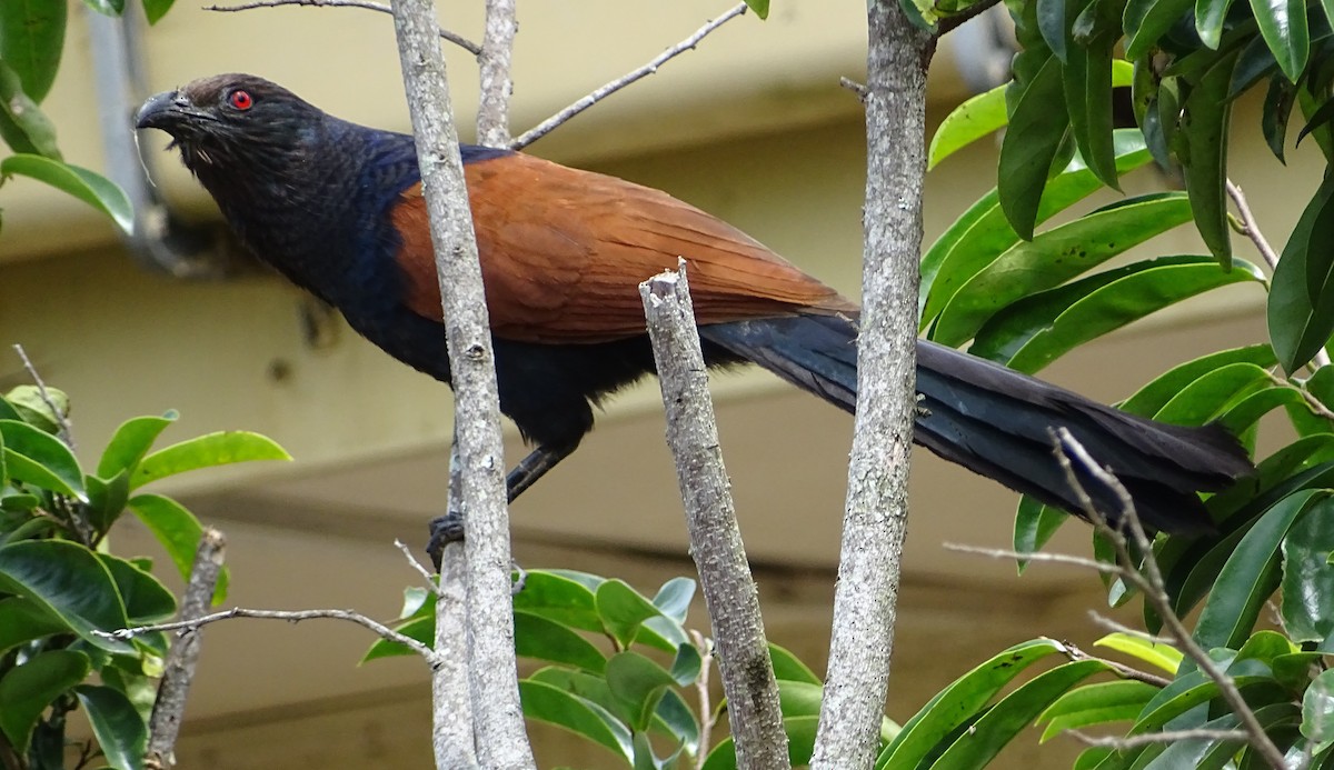 Greater Coucal - ML620779205