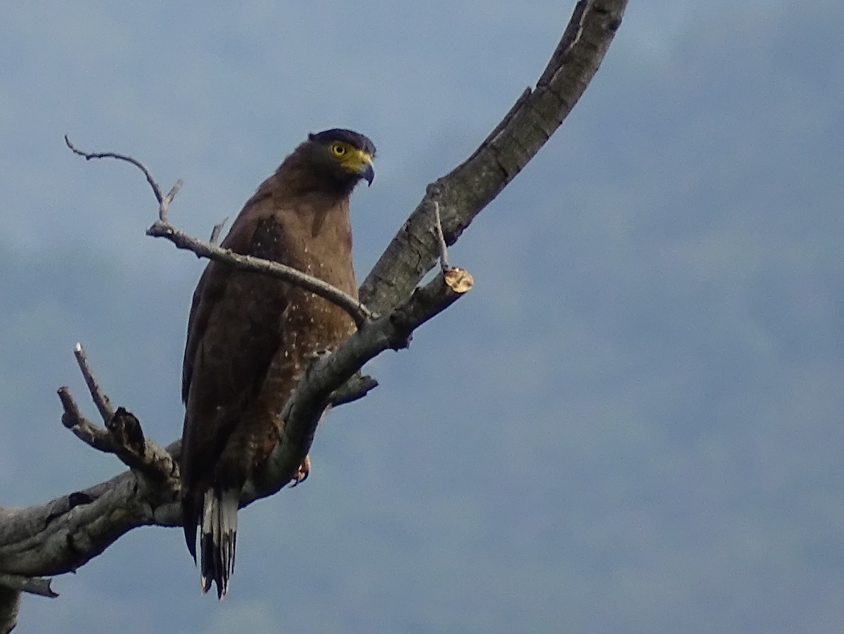 Crested Serpent-Eagle - ML620779207