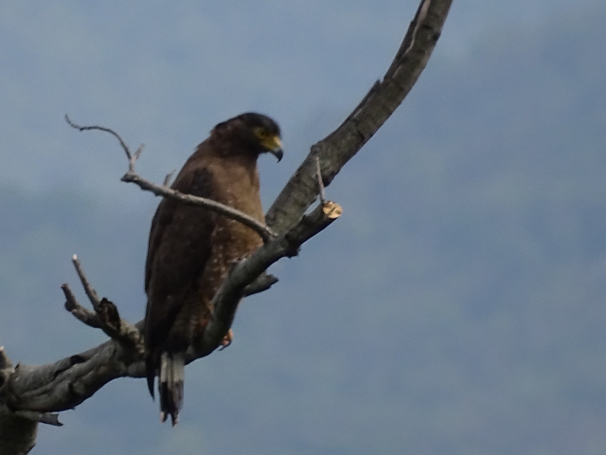 Crested Serpent-Eagle - ML620779208