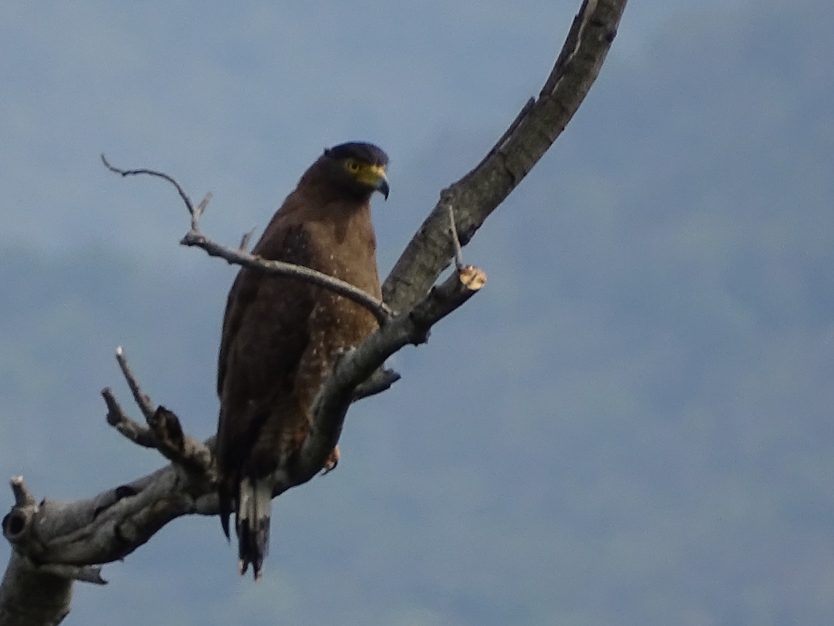 Crested Serpent-Eagle - ML620779209