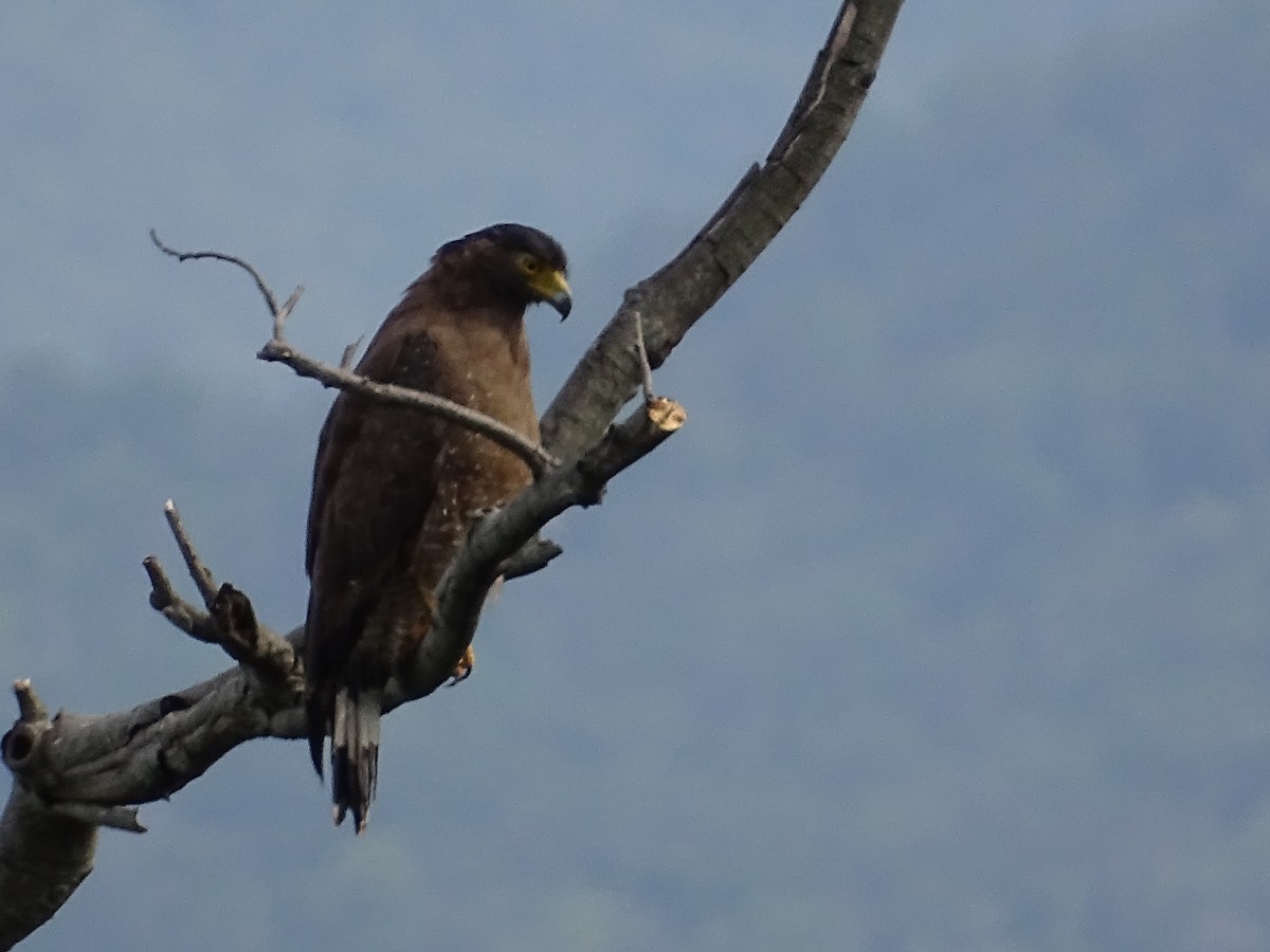 Crested Serpent-Eagle - Sri Srikumar