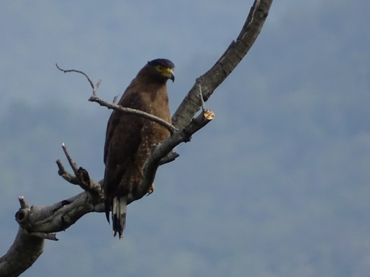 Crested Serpent-Eagle - ML620779211