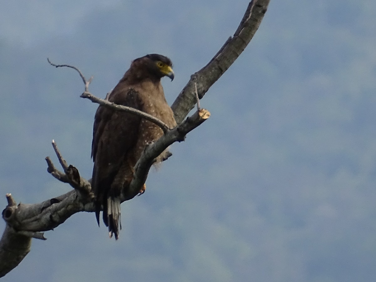 Crested Serpent-Eagle - ML620779212