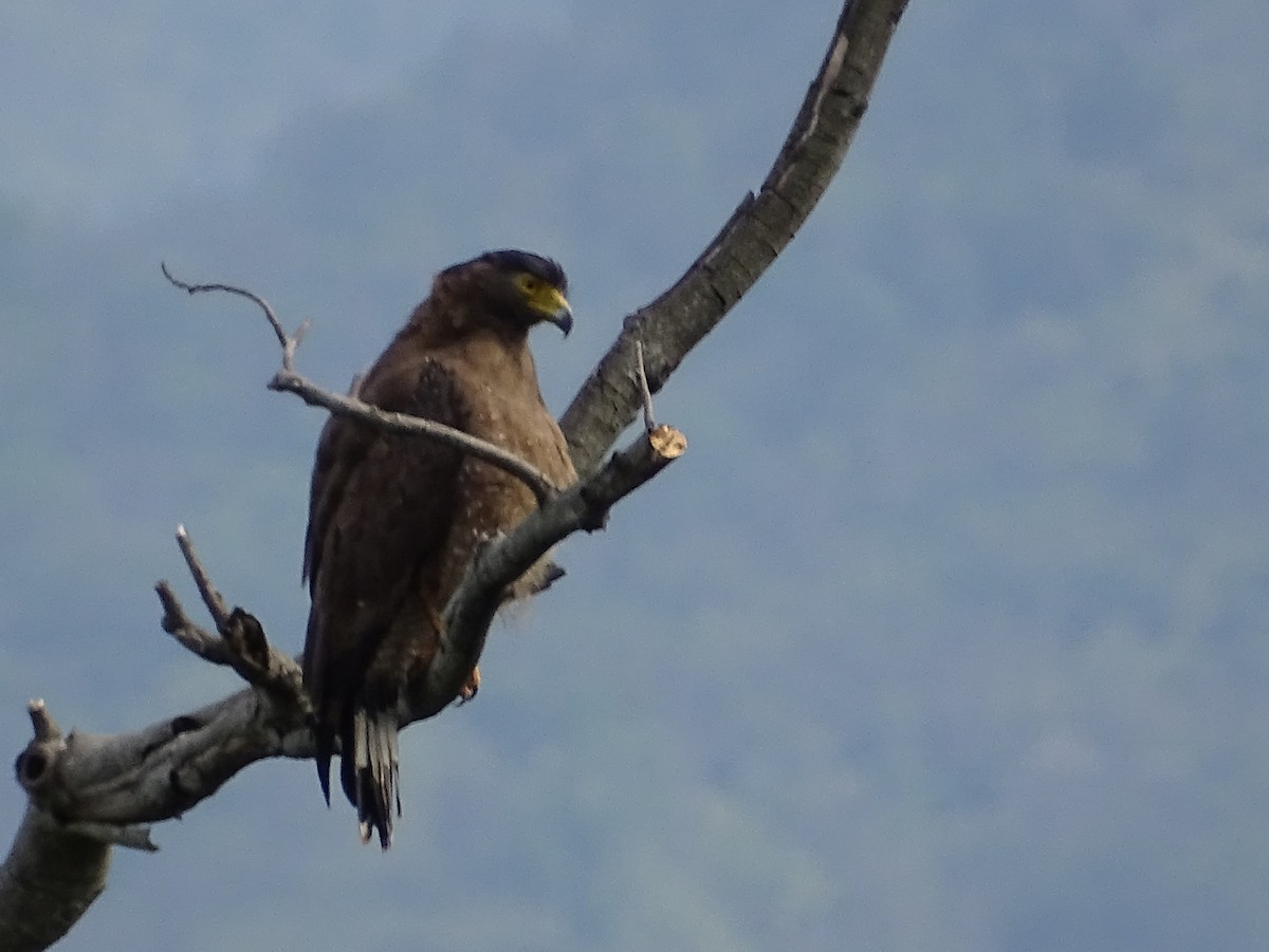 Crested Serpent-Eagle - ML620779213