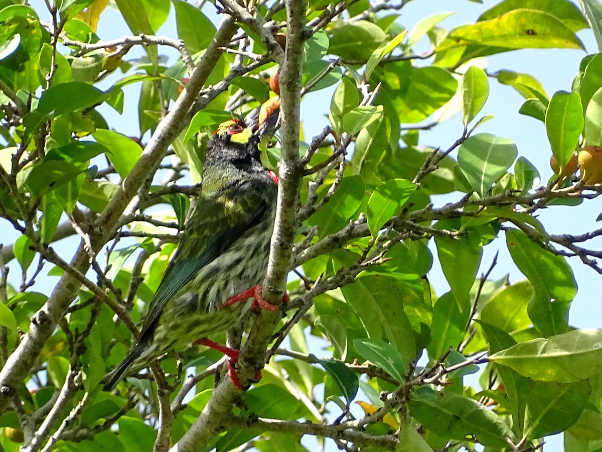 Coppersmith Barbet - ML620779216