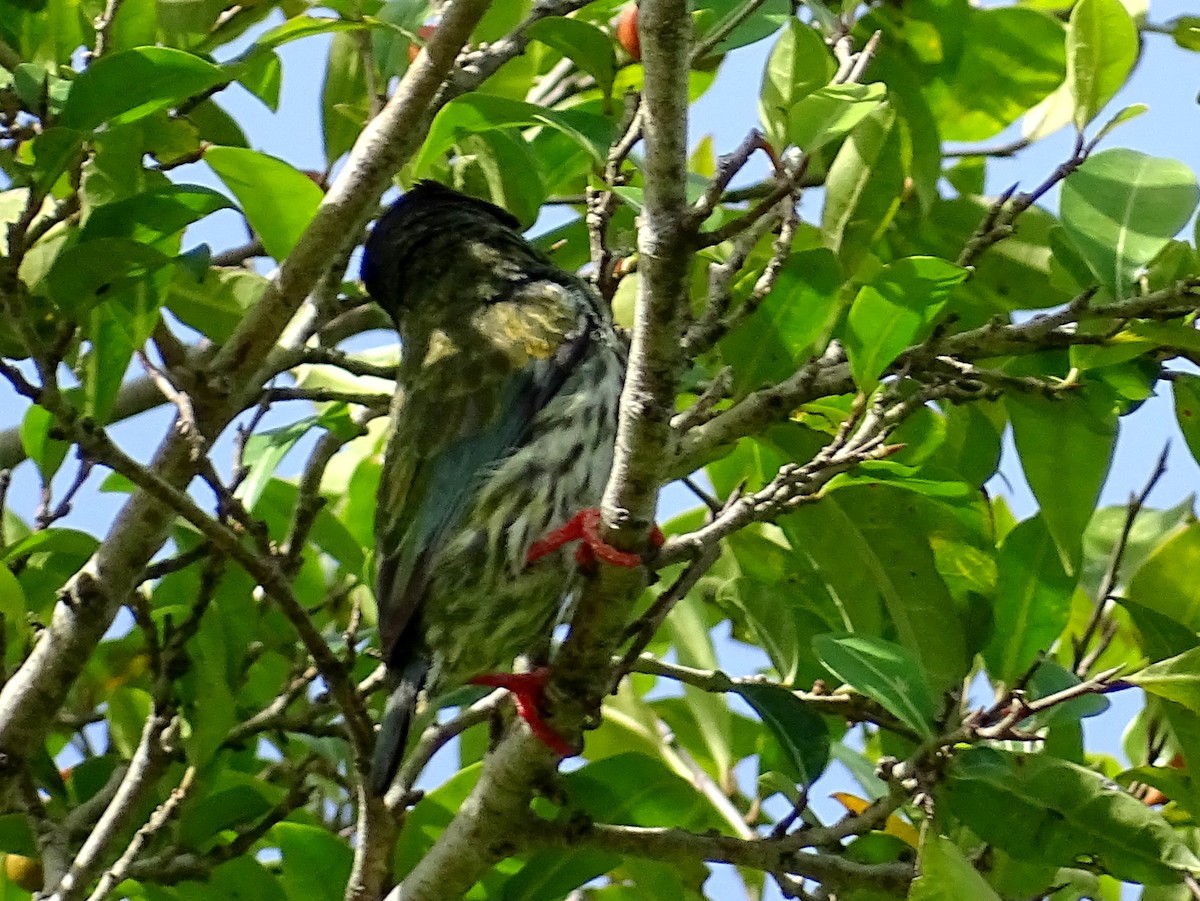 Al Göğüslü Barbet - ML620779217