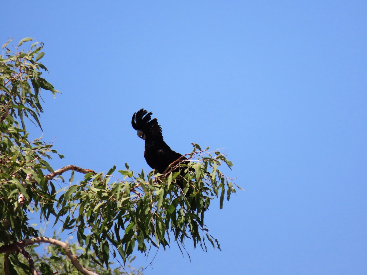 Red-tailed Black-Cockatoo - ML620779220