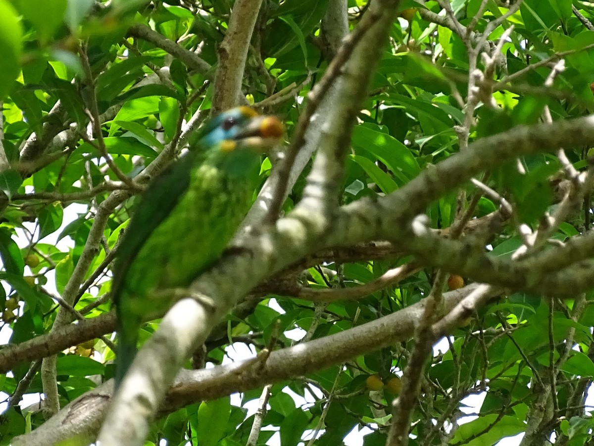 Yellow-fronted Barbet - ML620779221
