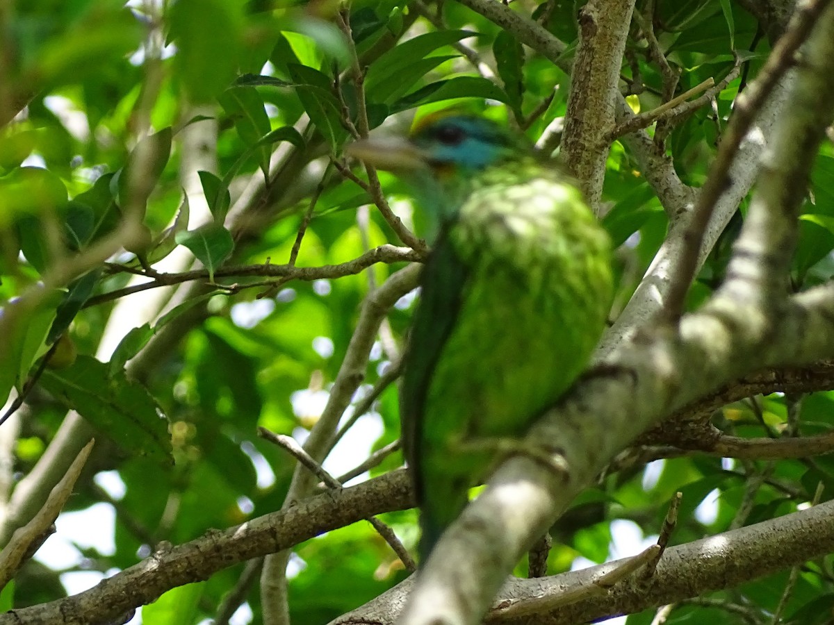 Yellow-fronted Barbet - ML620779222