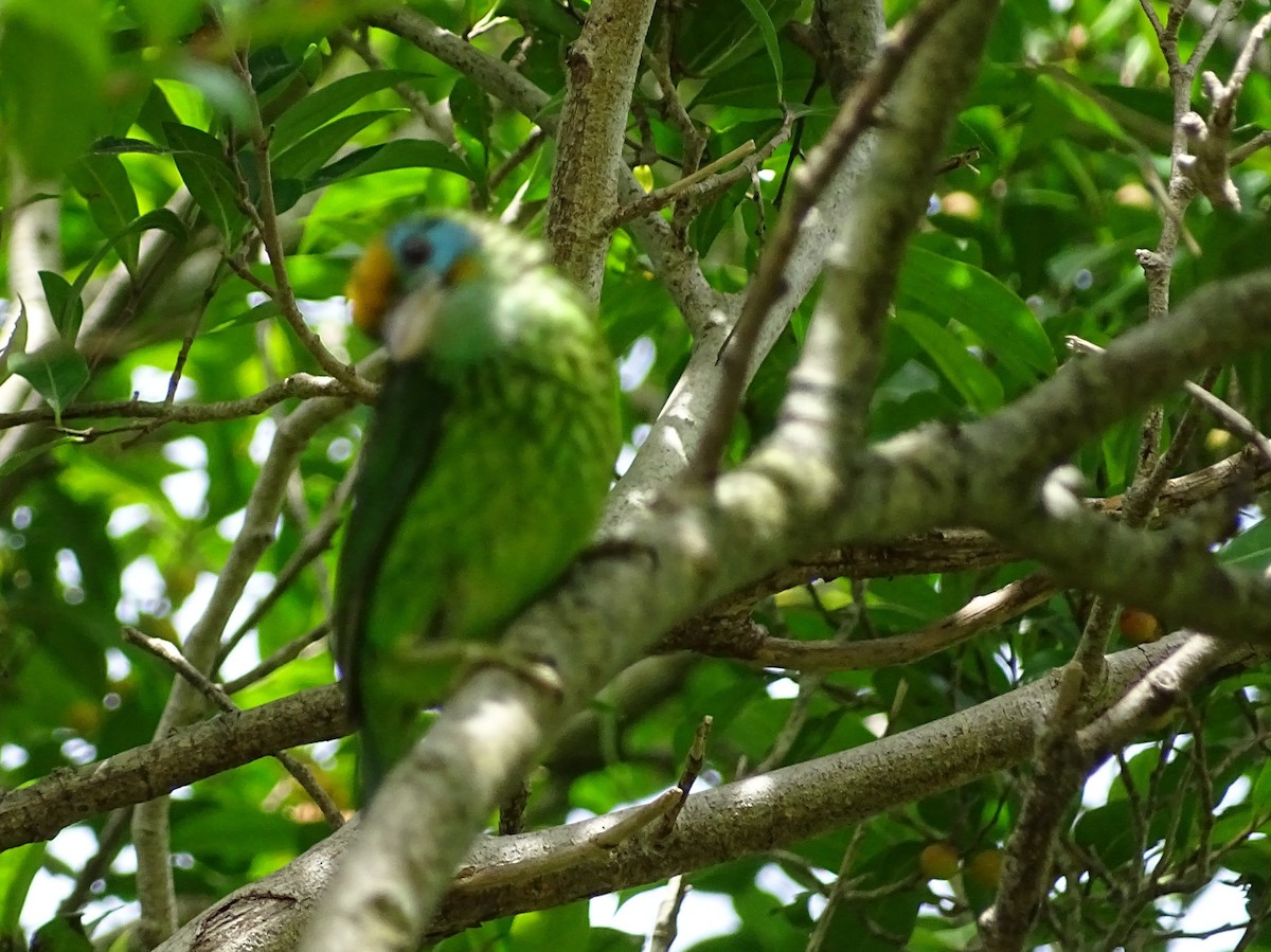 Yellow-fronted Barbet - ML620779223