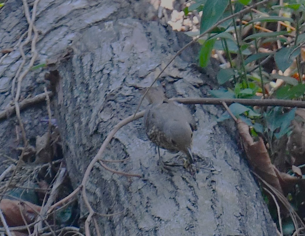 Chestnut-bellied Rock-Thrush - ML620779225