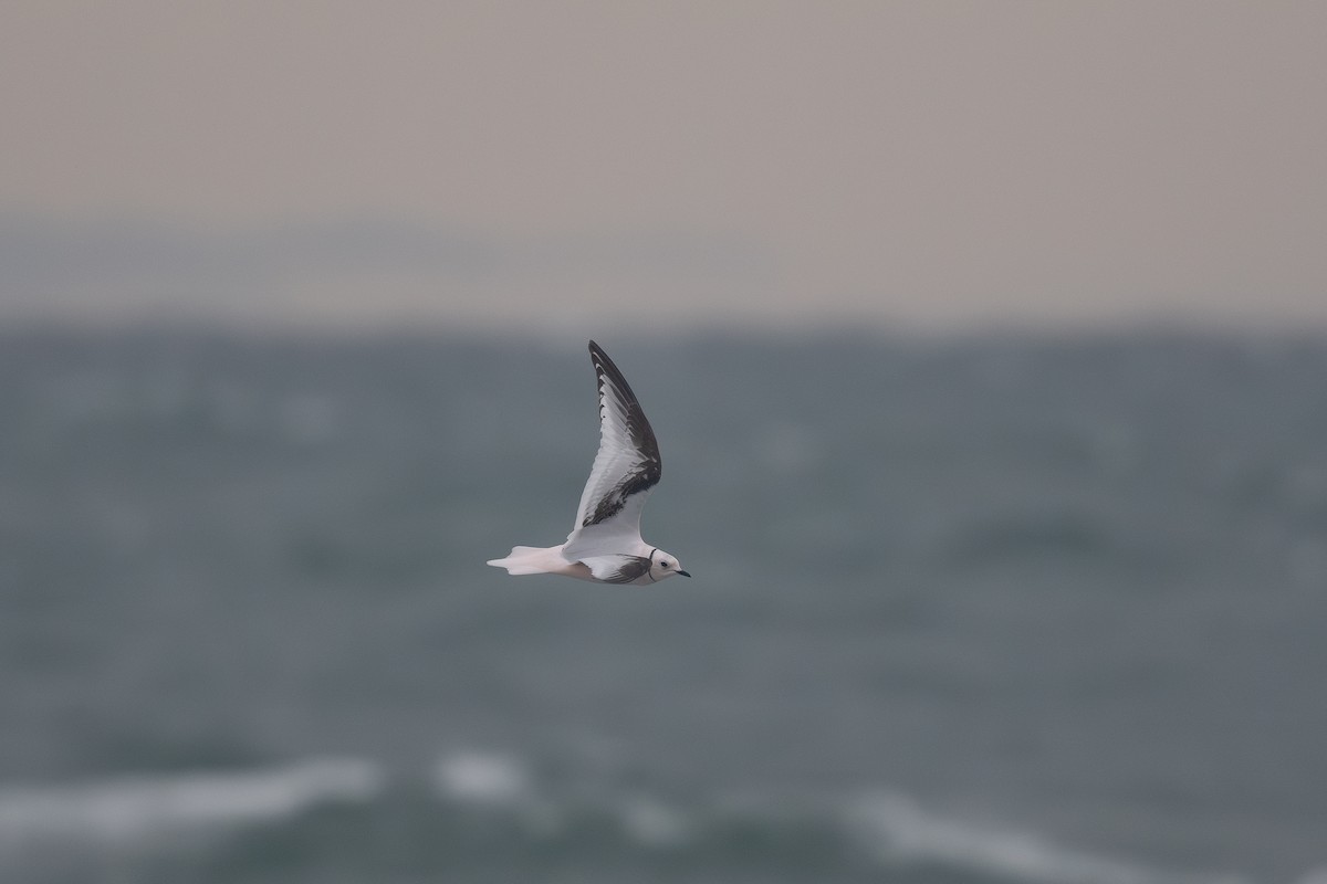 Ross's Gull - Steve Heinl