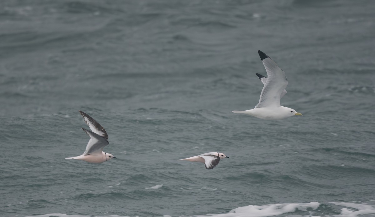 Ross's Gull - ML620779230