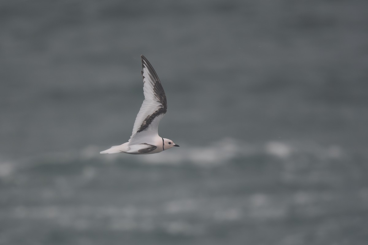 Ross's Gull - ML620779231