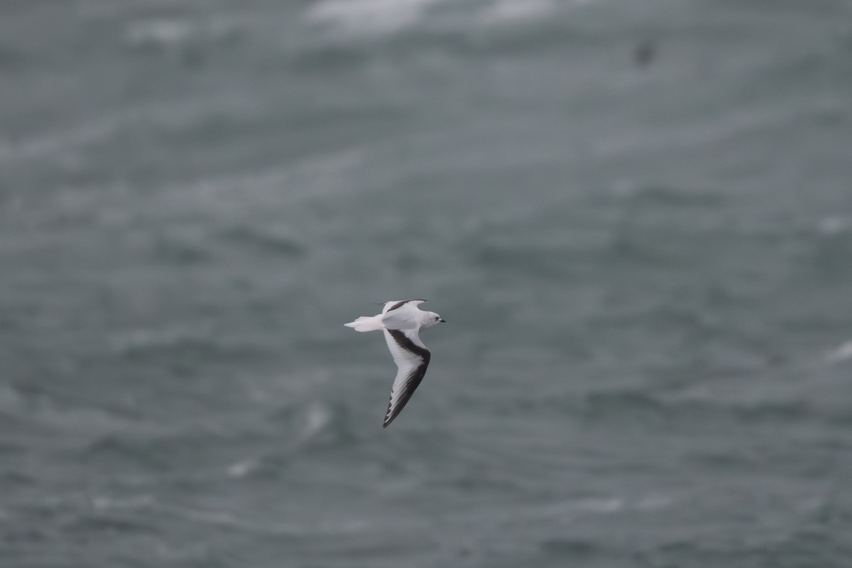 Ross's Gull - ML620779232