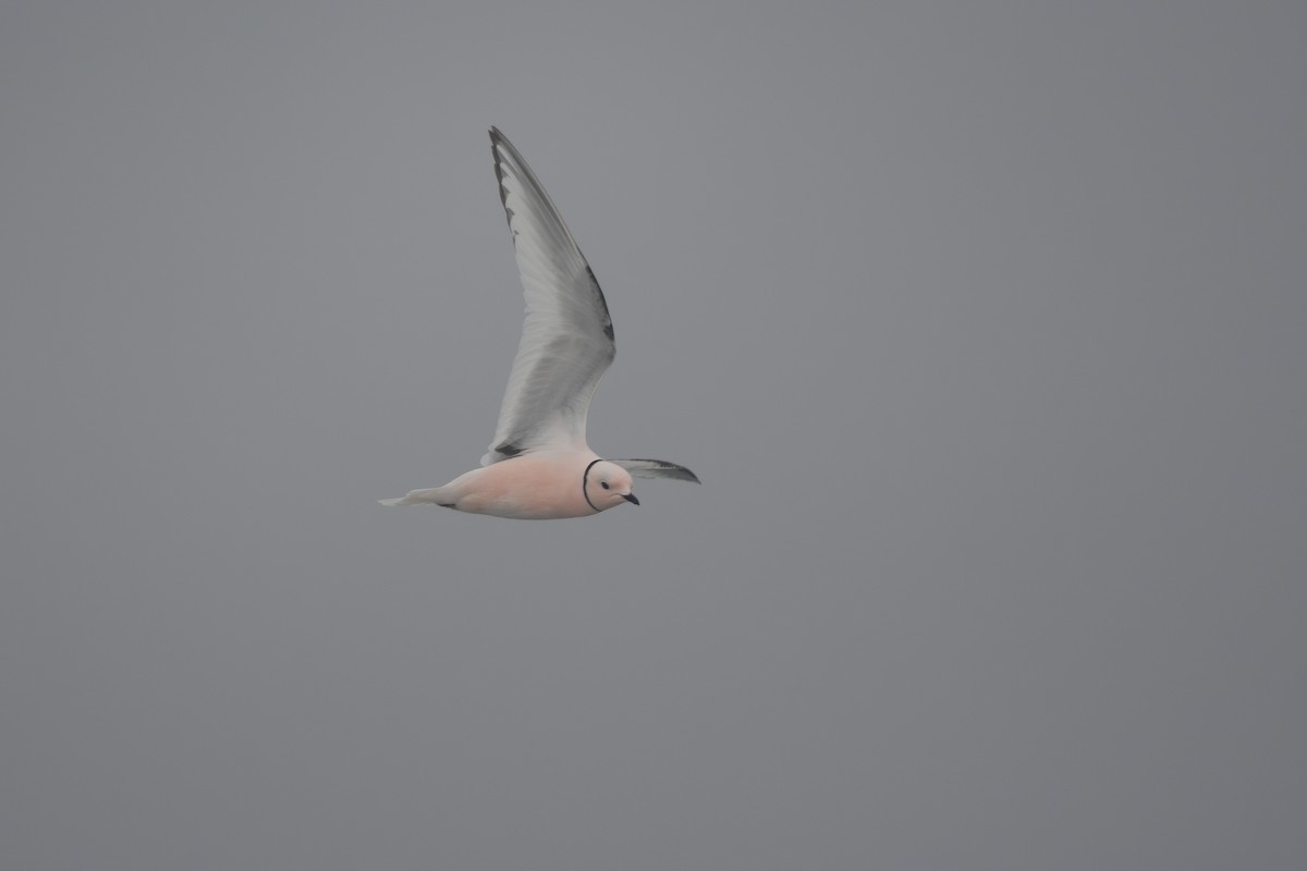 Ross's Gull - ML620779233