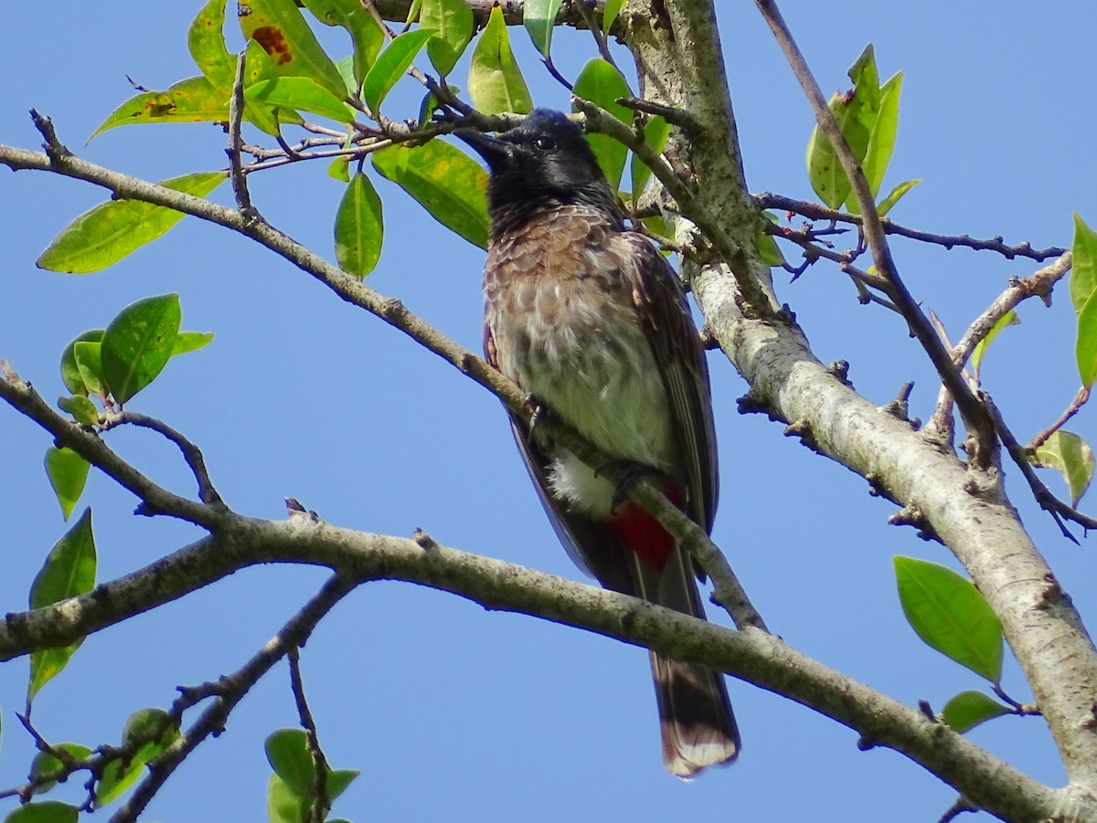 Red-vented Bulbul - ML620779241