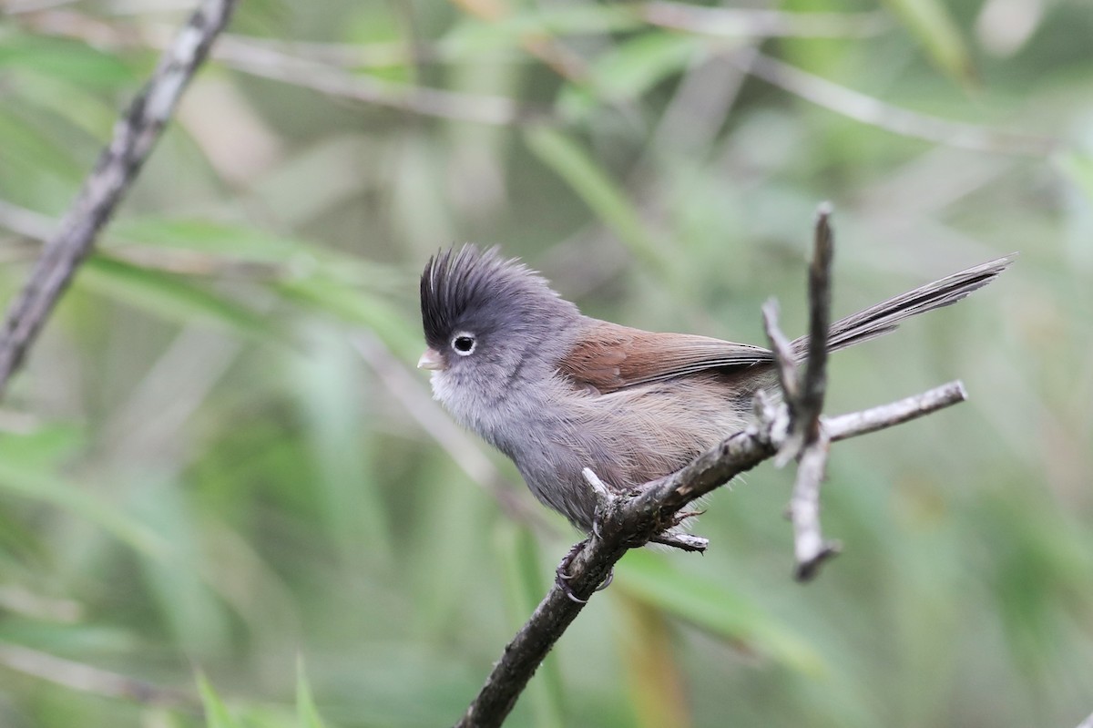 Gray-hooded Parrotbill - ML620779242