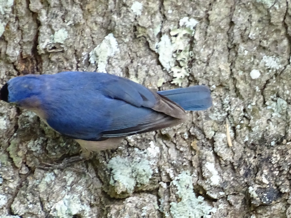 Velvet-fronted Nuthatch - ML620779245