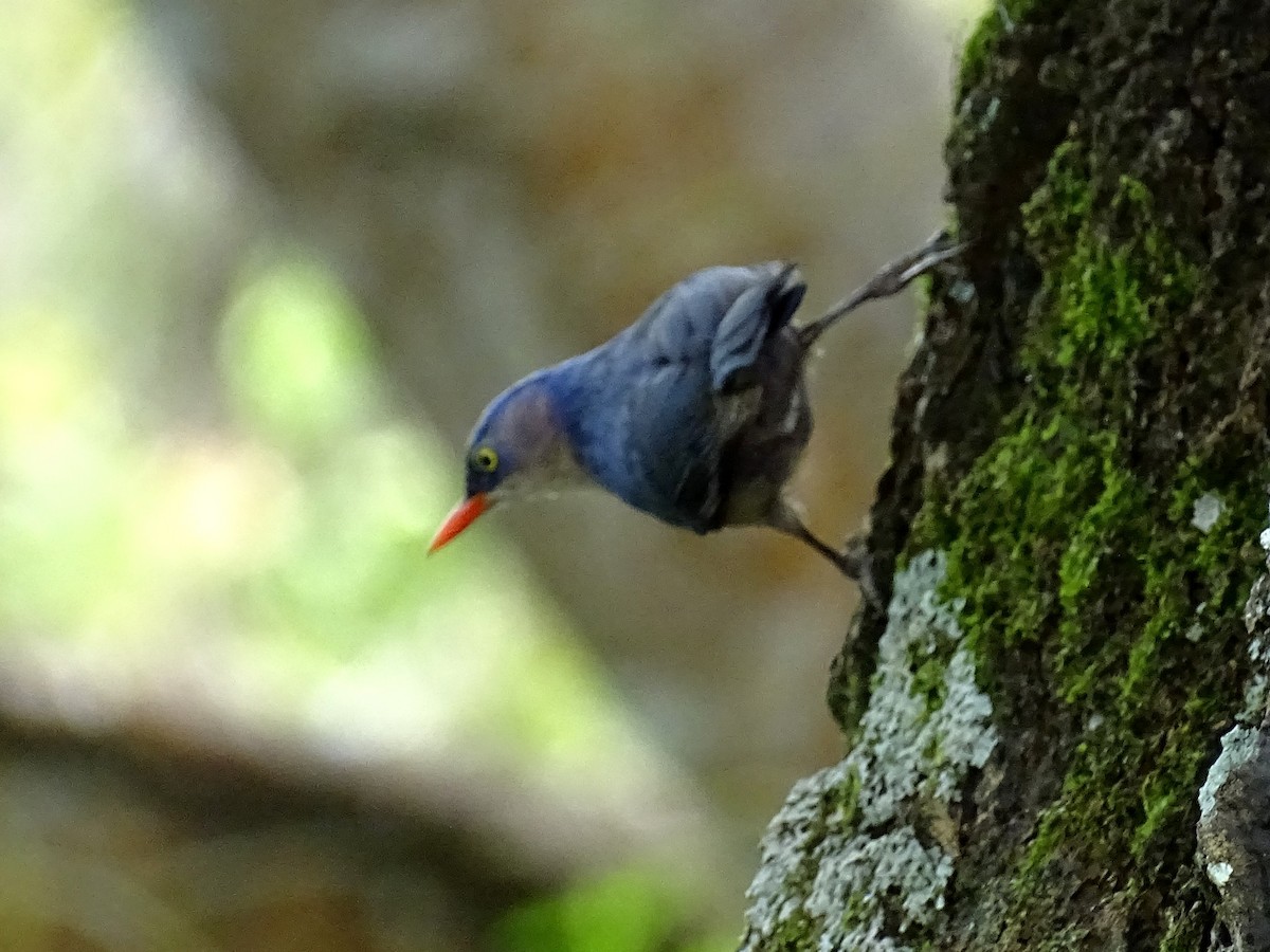 Velvet-fronted Nuthatch - ML620779247