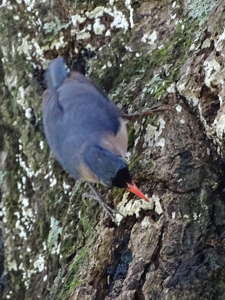 Velvet-fronted Nuthatch - ML620779248