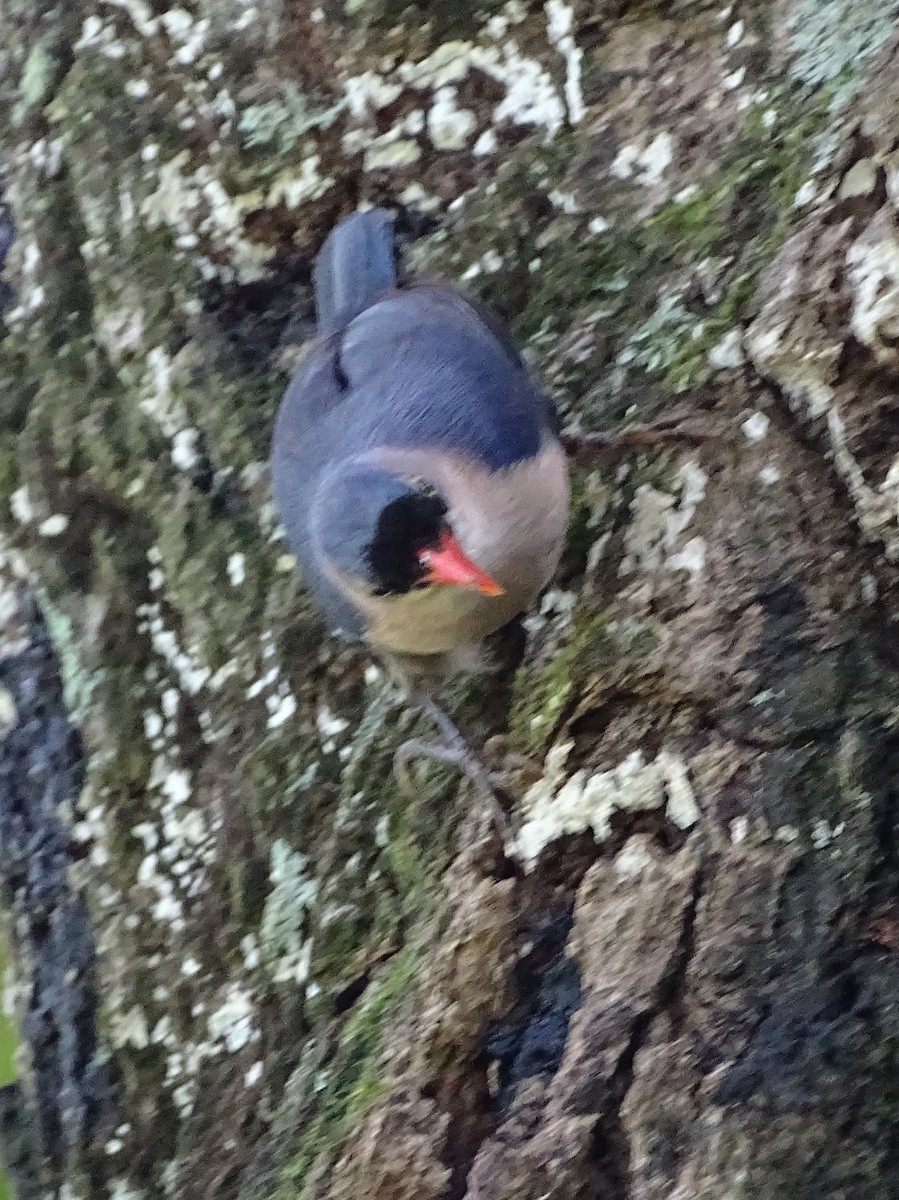 Velvet-fronted Nuthatch - ML620779250