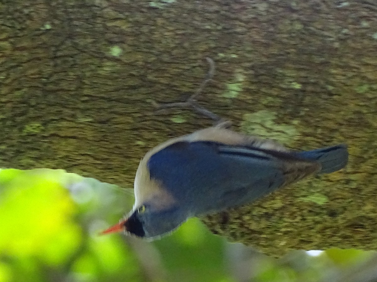 Velvet-fronted Nuthatch - ML620779251